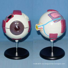 6 veces el modelo de anatomía médica del globo ocular humano agrandado